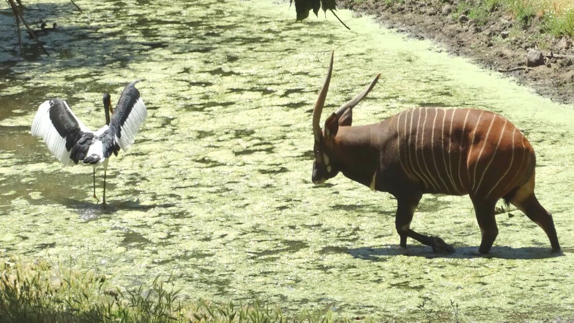 Animal-Tours-Park-Zoo-Tickets.jpeg
