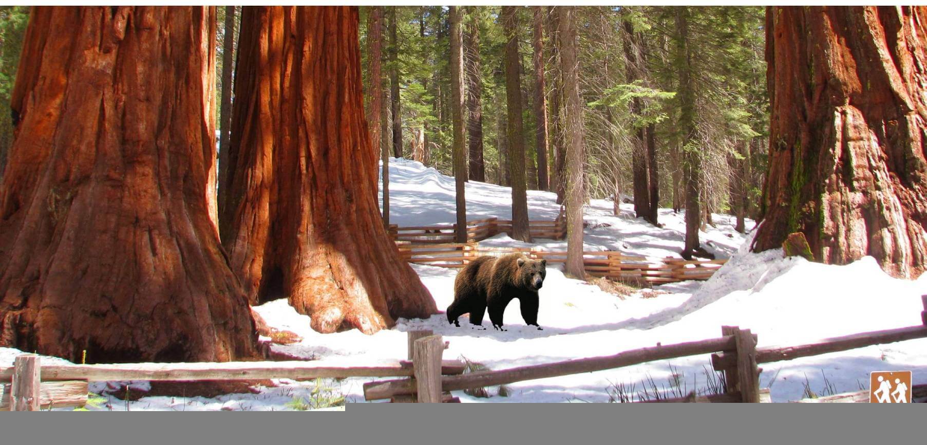 Discover-Yosemite-Giant-Sequoias