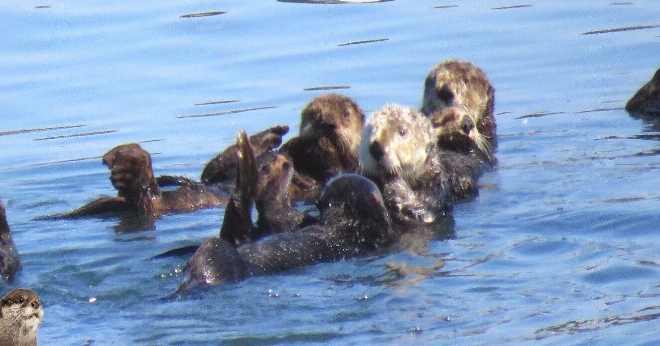 Sea-Otters-Monterey-Bay-Aquarium-tickets.jpg