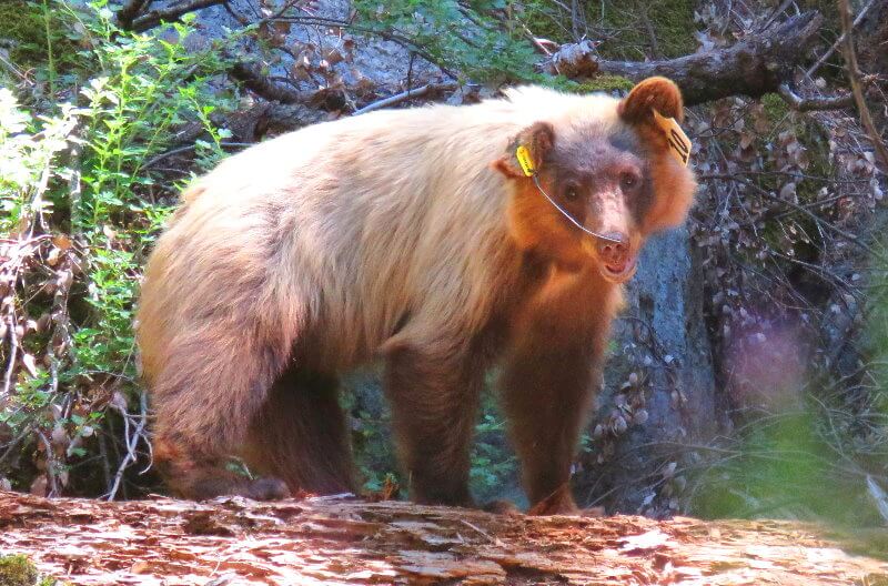 ours_à_yosemite__ososen_yosemite_bears_wildlife.jpg