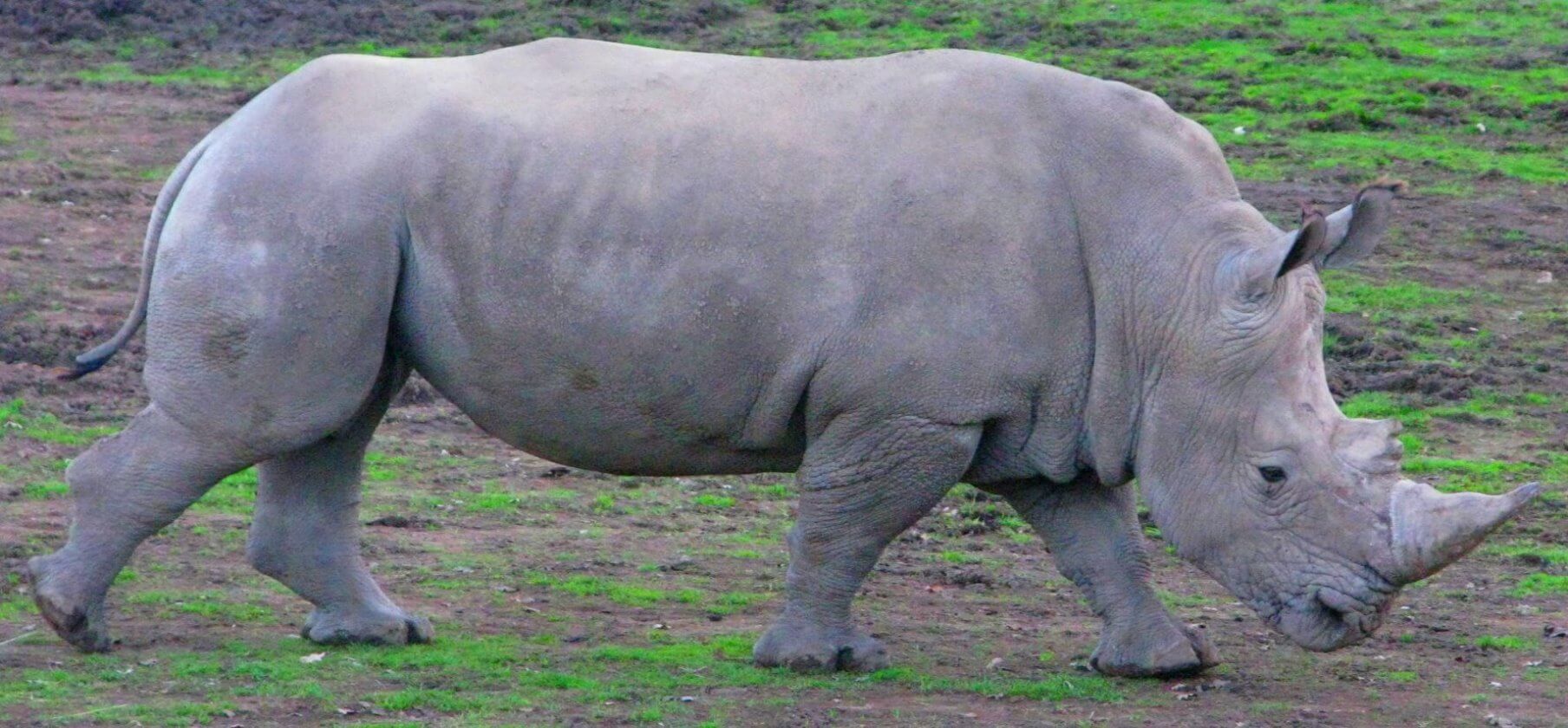 safari_wild_animal_park_+_zoo_jeep_tour