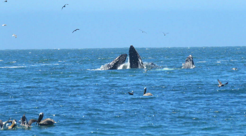whales-seals-elk-wildlife.jpg