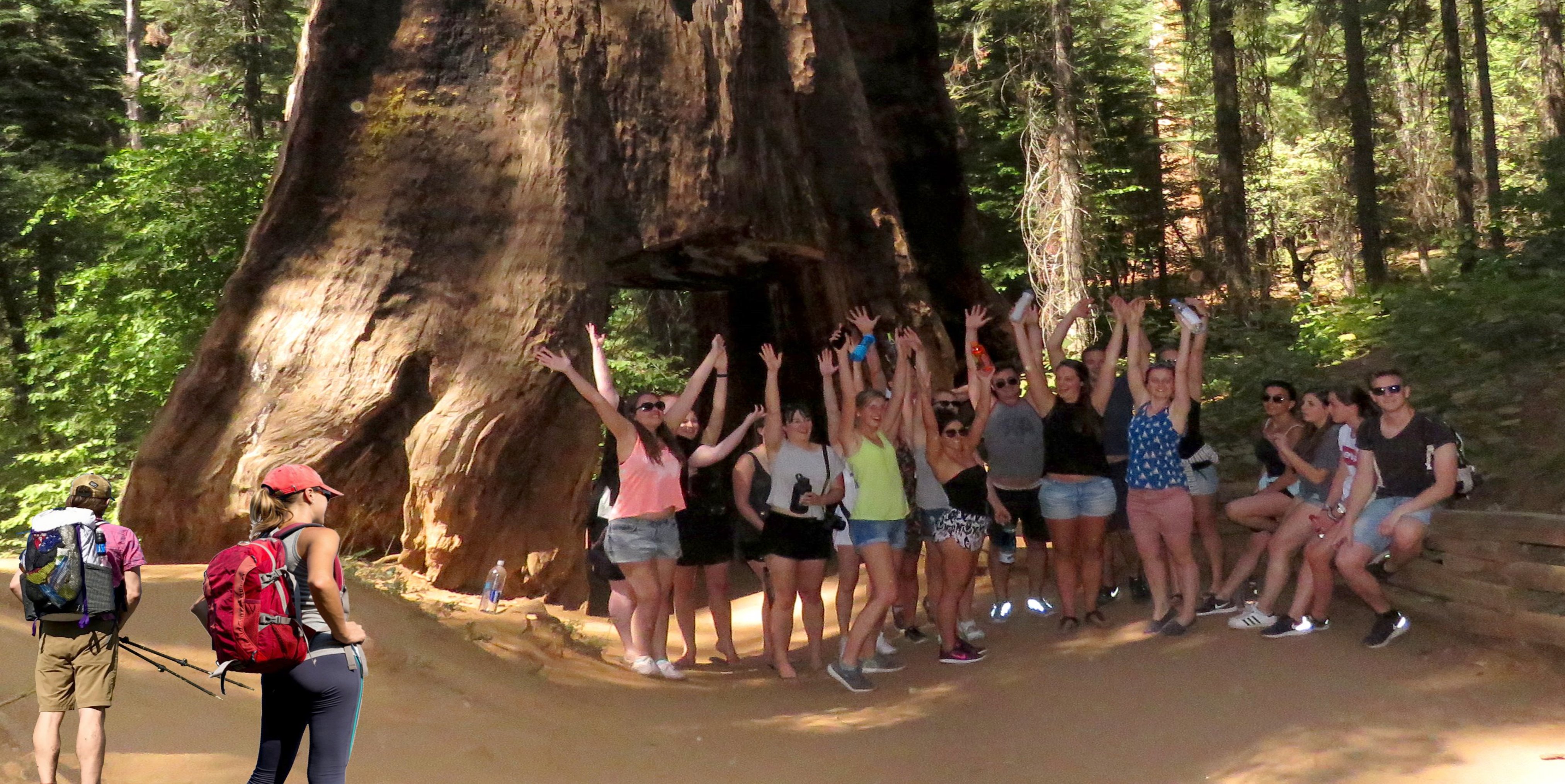 yosemite_hikes_tuolumne_grove_of_giant_sequoias.jpg