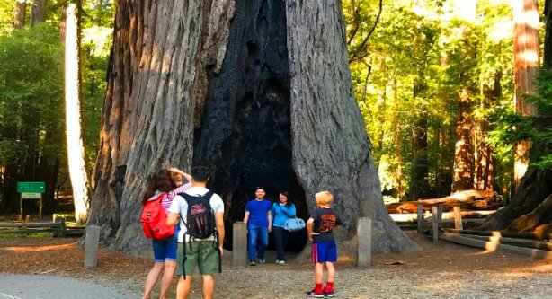 Big-Basin-old-forest-Redwoods-State-park-hnery-cowell