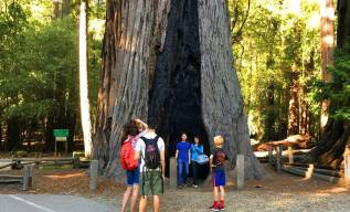 Big-Basin-old-forest-Redwoods-State_Park.jpg