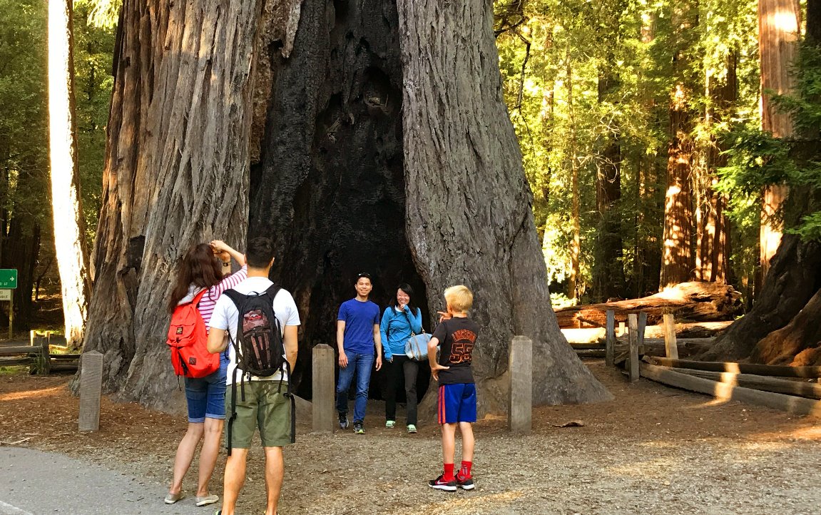 best_places_to_see_redwoods_near_San_Francisco_that_arent_Muir_Woods.JPG